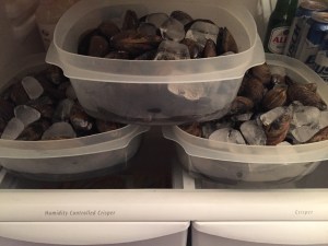 PEI Mussels