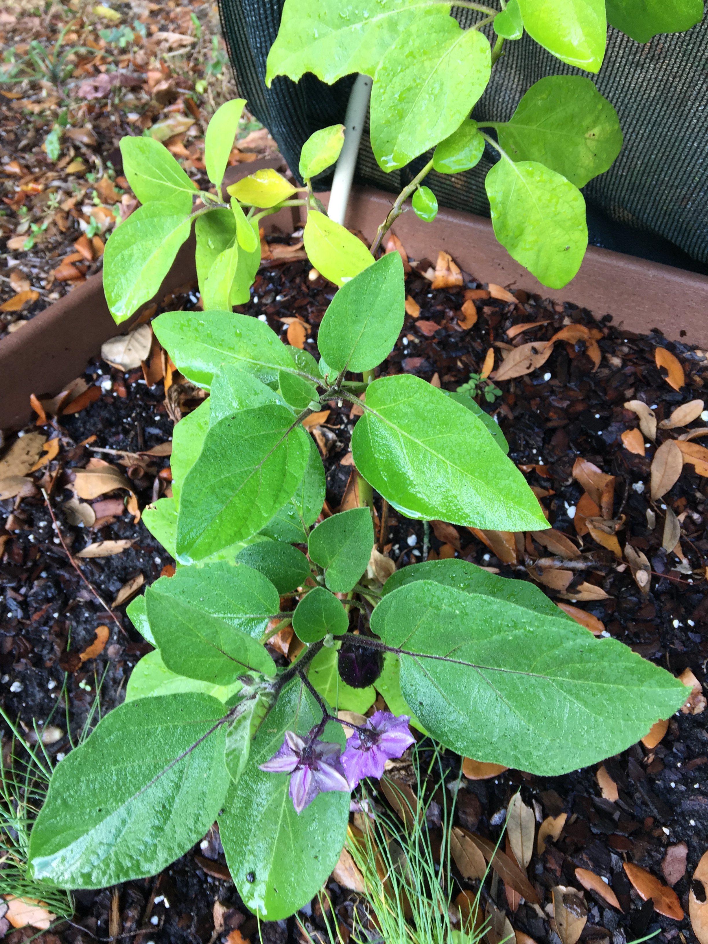 my-eggplant-plant