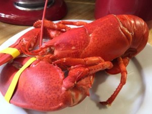 Pasta Salad With Lobster And Grilled Corn