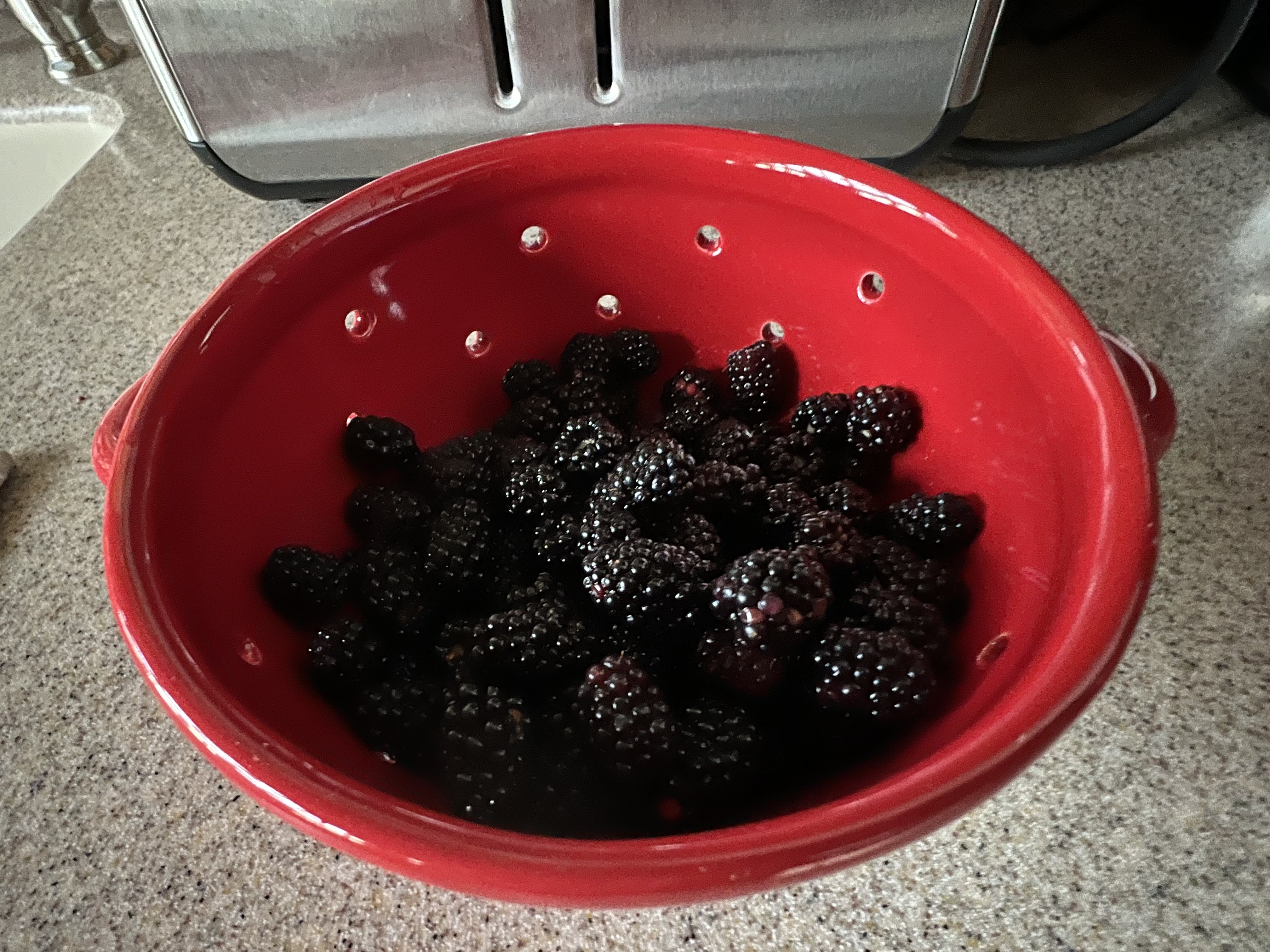 Wild Blackberries