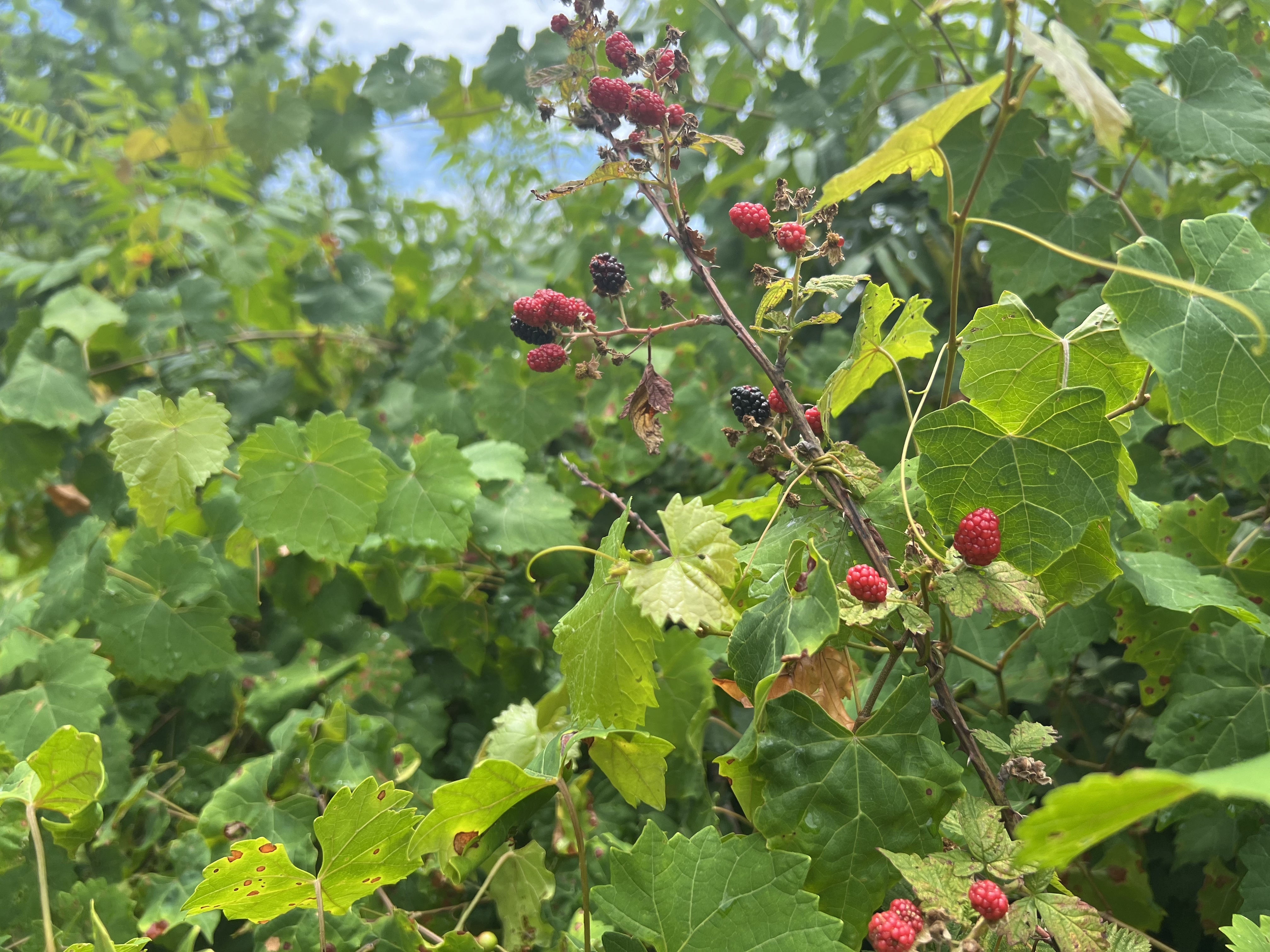 Wild Blackberries