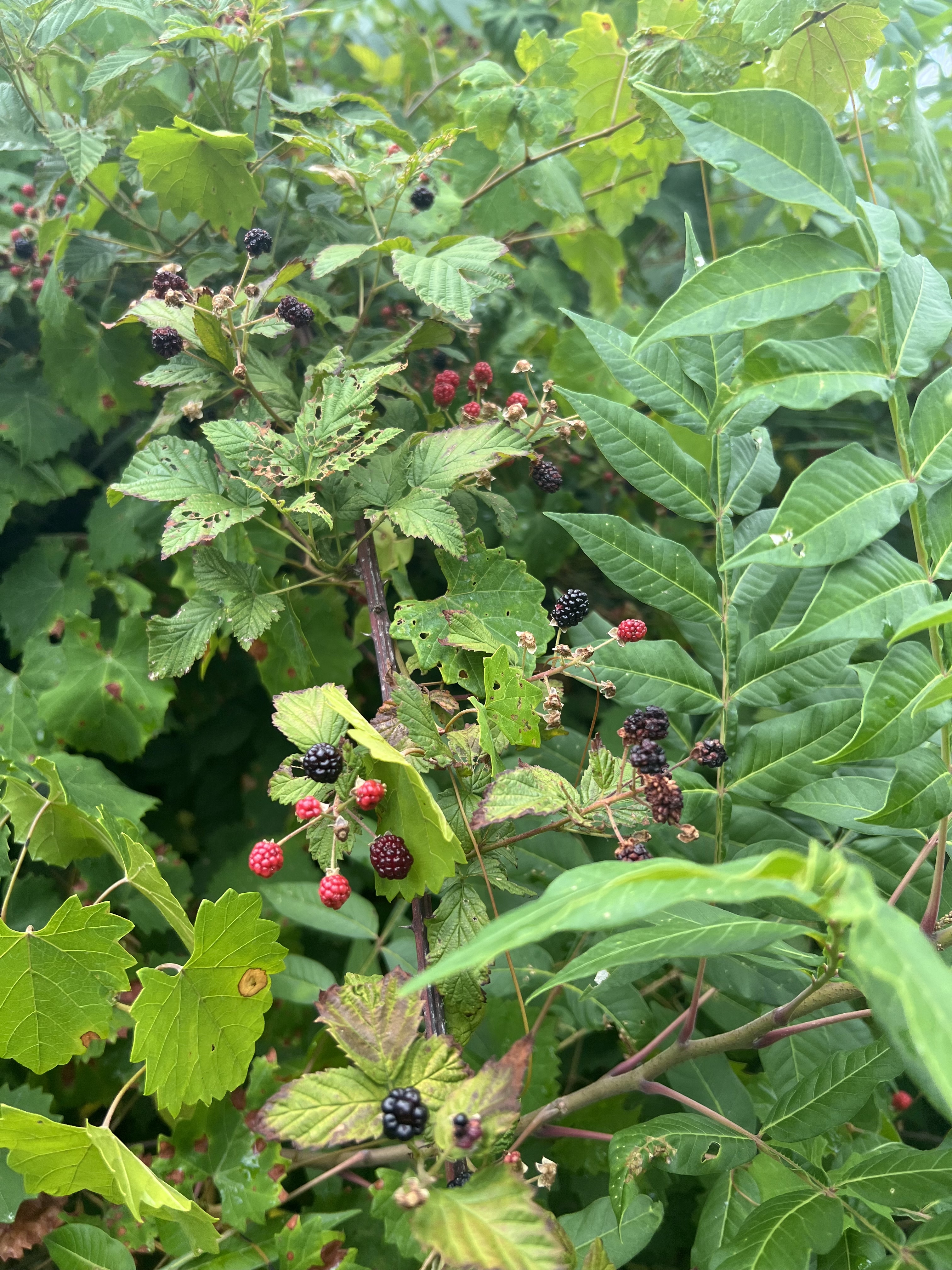Wild Blackberries