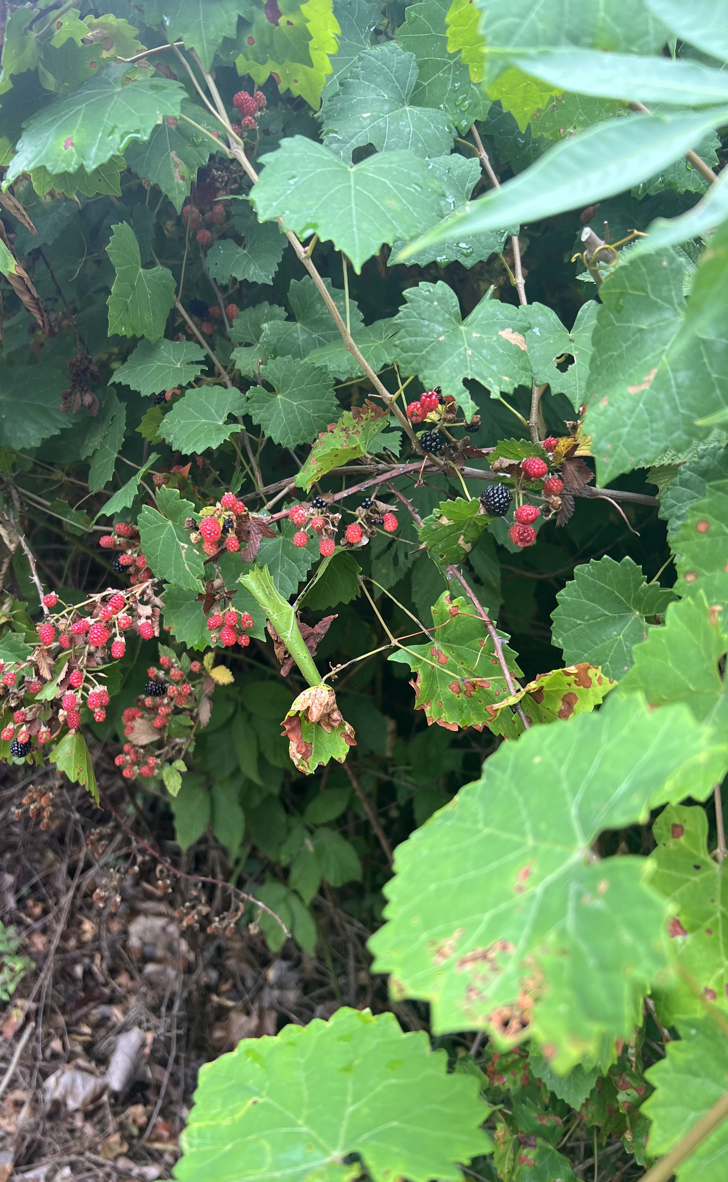 Wild Blackberries