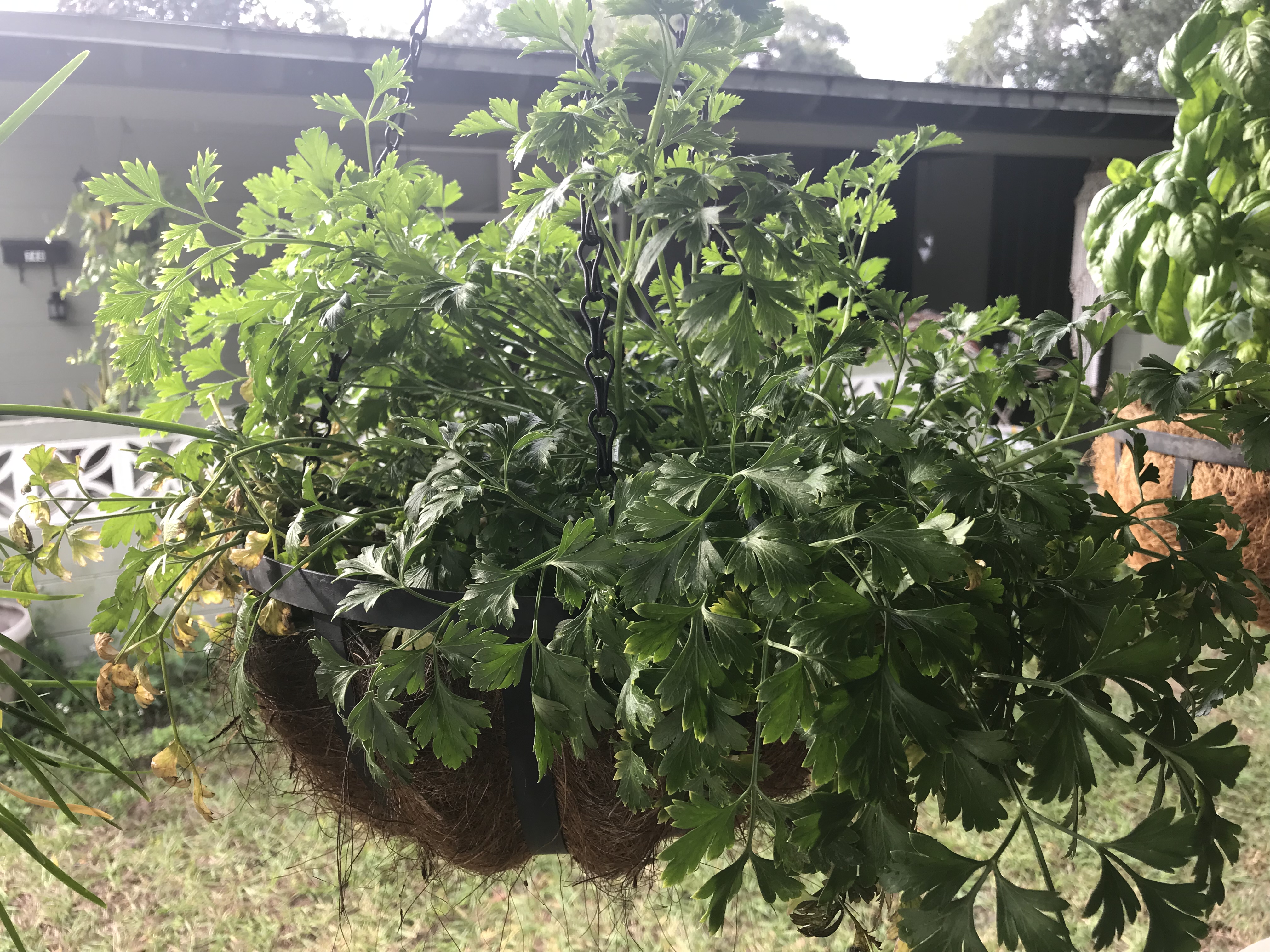 Flat-leaf Italian Parsley