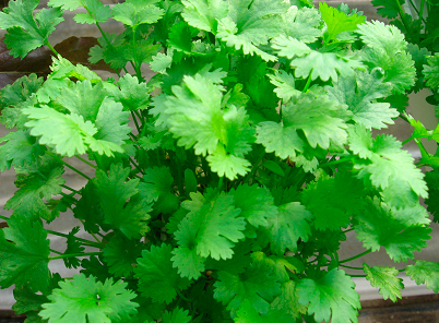 Cilantro