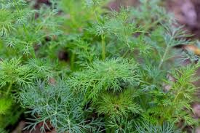 Dill