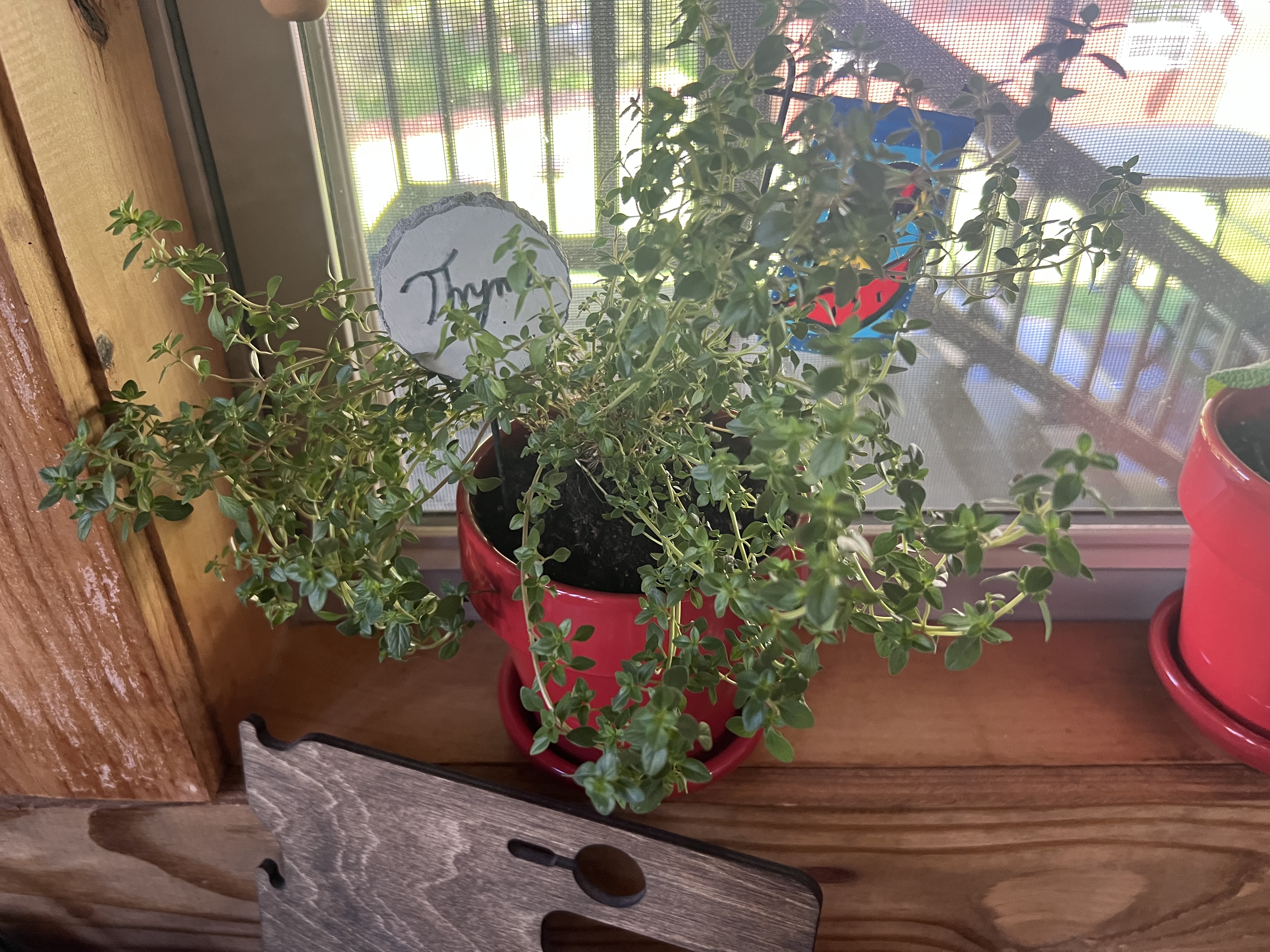 Thyme