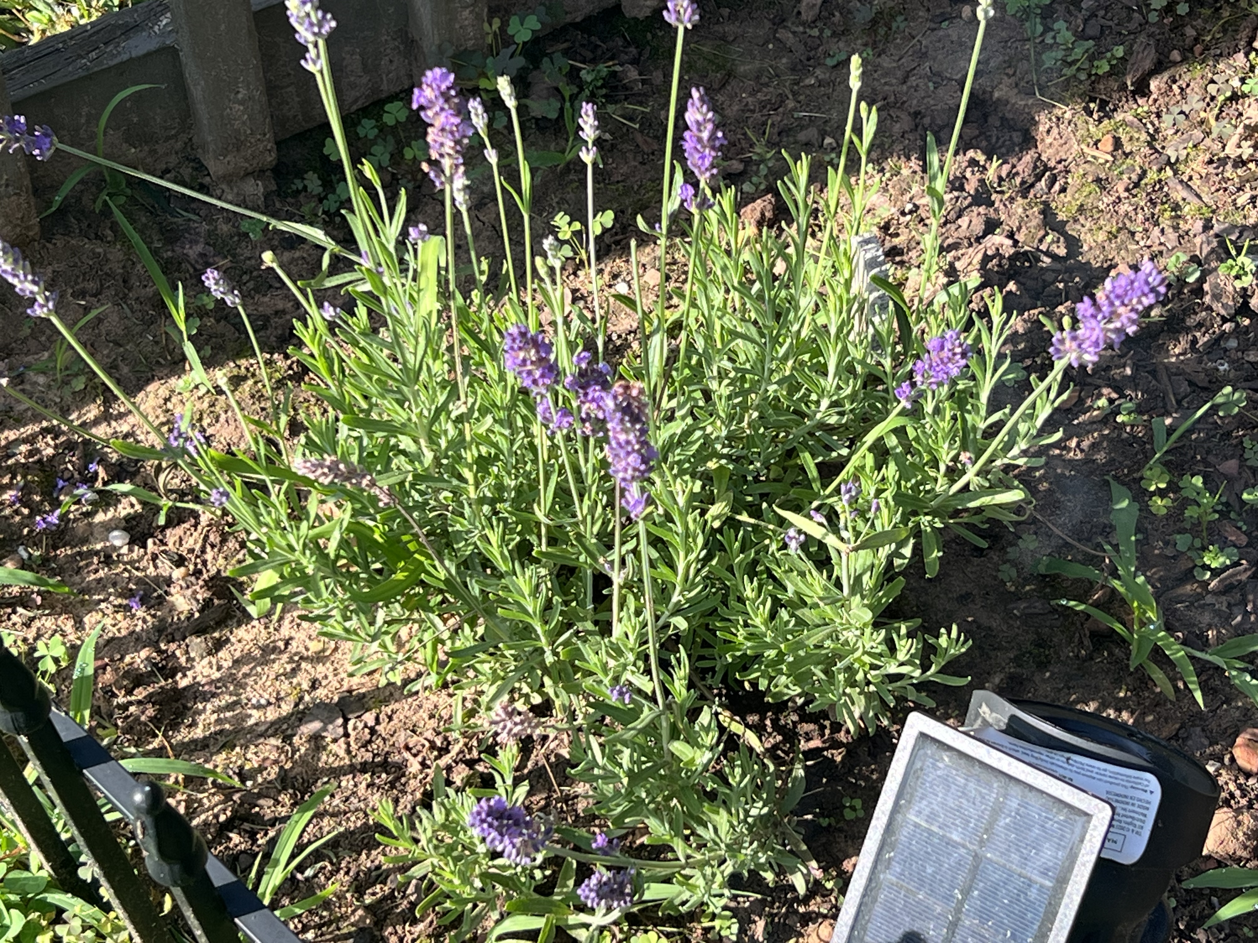 Lavender