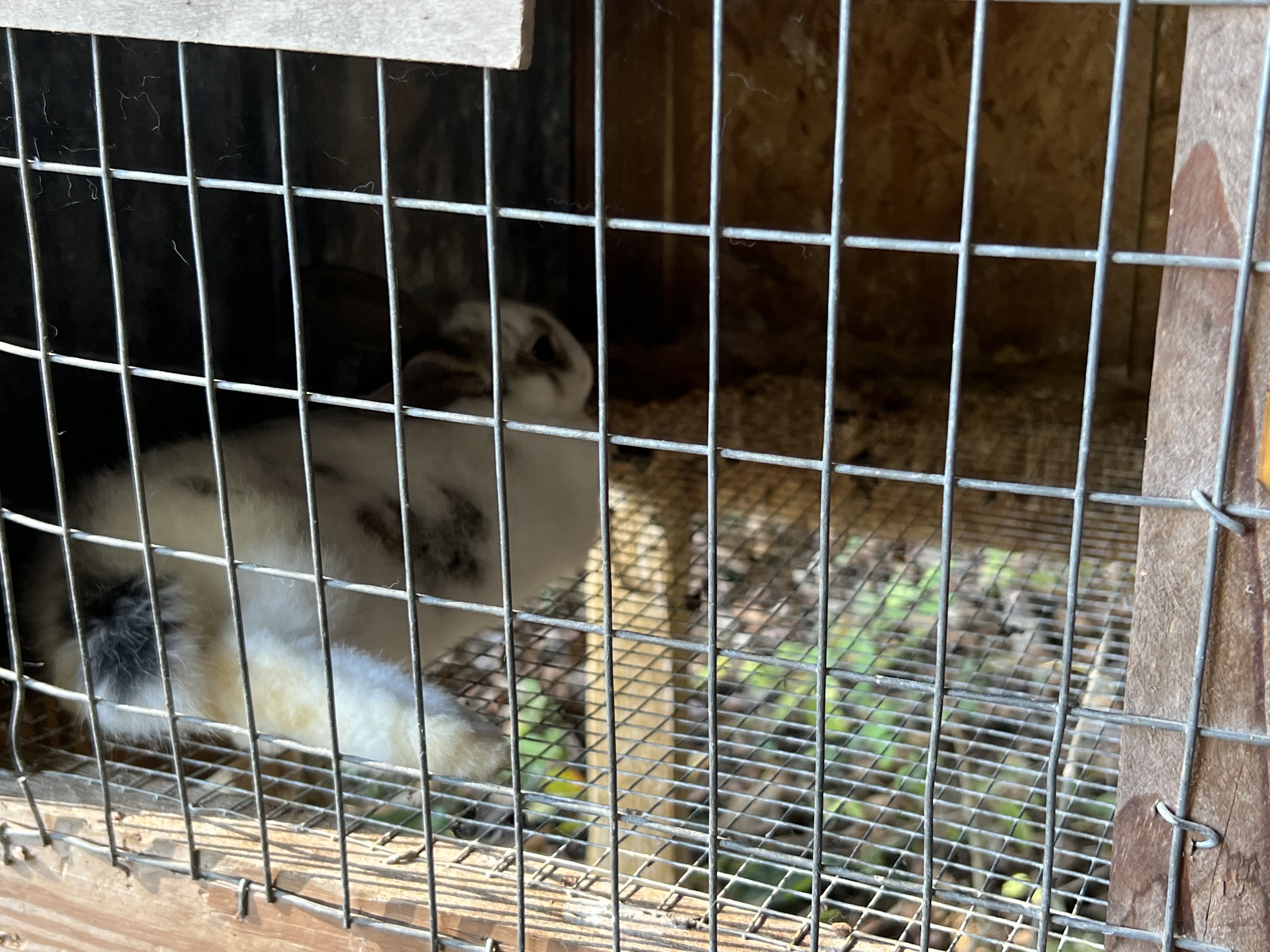 Tellico Plains Amish Farmers Market 
