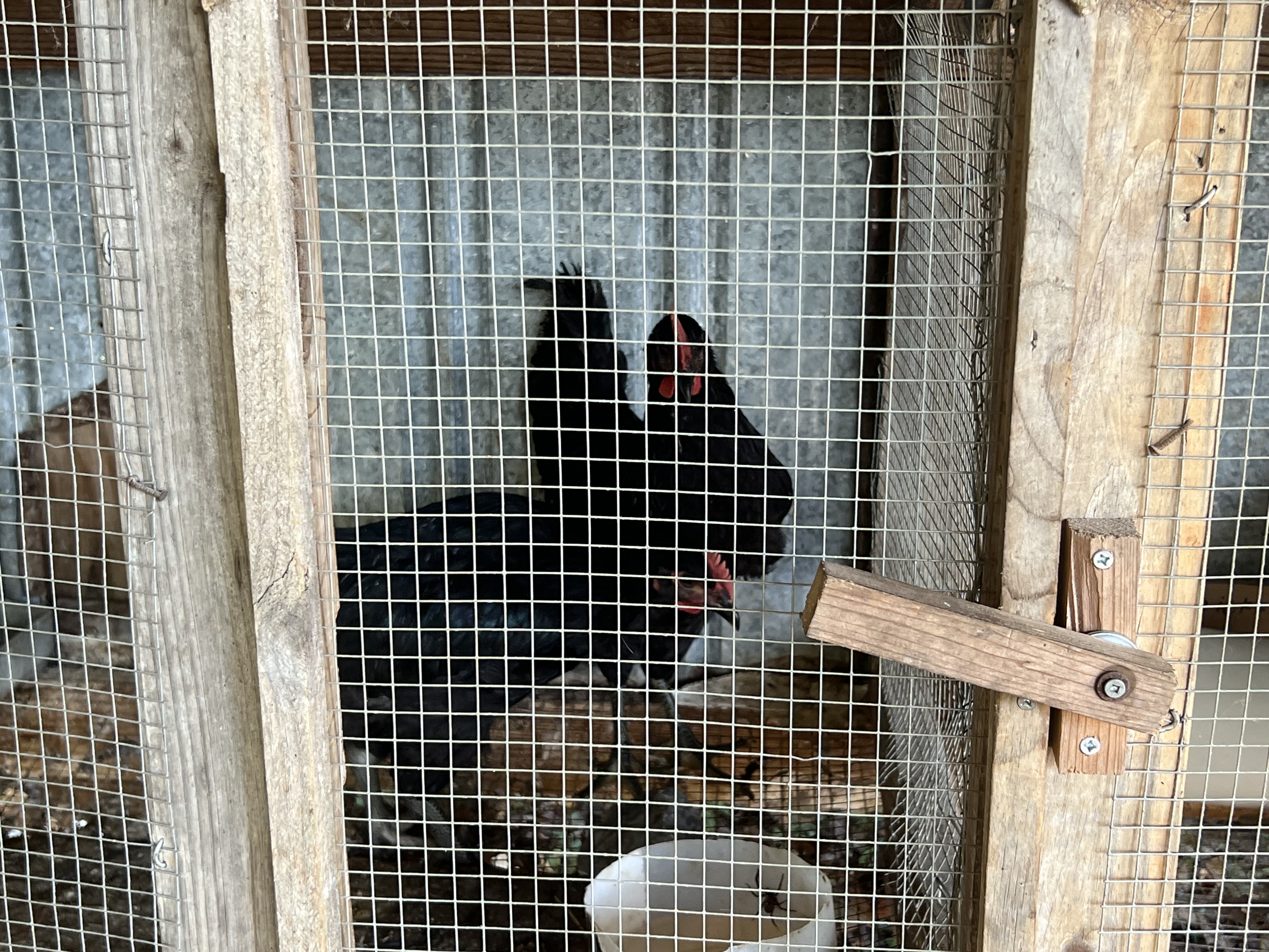 Tellico Plains Amish Farmers Market 